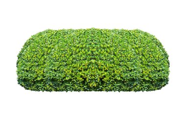 Beyaz arkaplanda yeşil çalı izole.