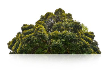 Beyaz arkaplanda yeşil çalı izole.