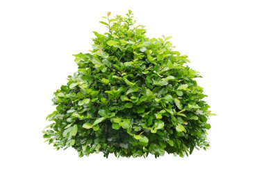 Green bush isolated on white background. clipart
