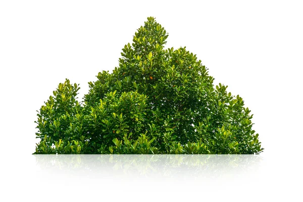 Arbusto Verde Aislado Sobre Fondo Blanco —  Fotos de Stock