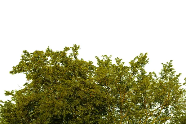 Zielony Krzak Izolowany Białym Tle — Zdjęcie stockowe