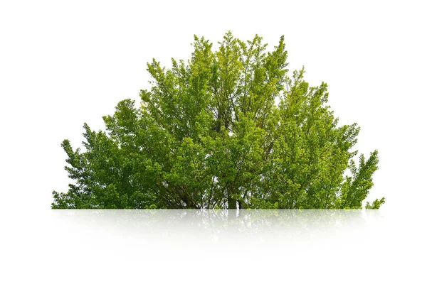 Arbusto Verde Isolado Fundo Branco — Fotografia de Stock