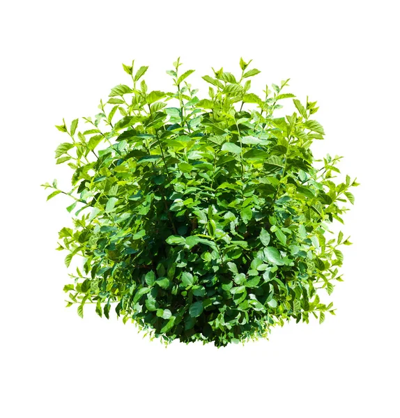 Green Bush Isolated White Background — Stock Photo, Image