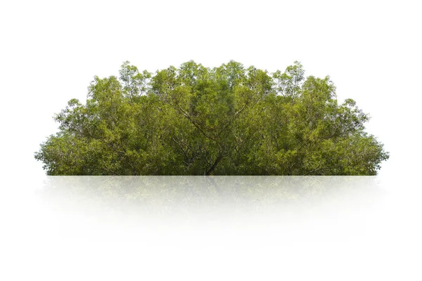 Grön Buske Isolerad Vit Bakgrund — Stockfoto