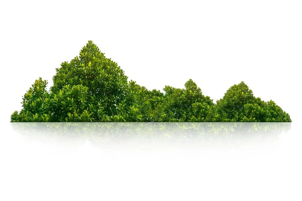 Groene Struik Geïsoleerd Witte Achtergrond — Stockfoto