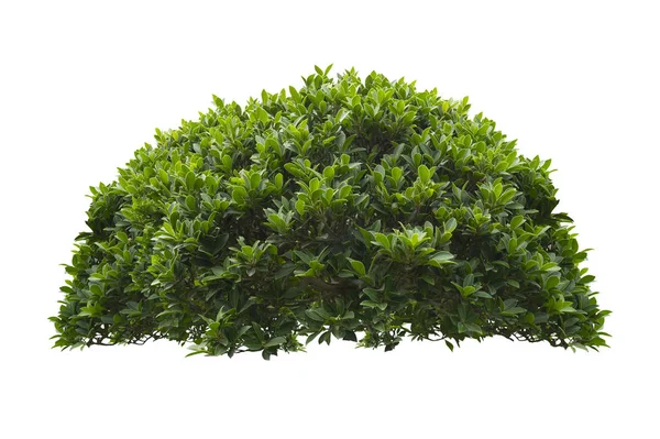 Green Bush Isolated White Background — Stock Photo, Image