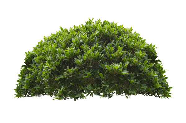 Green bush isolated on white background.