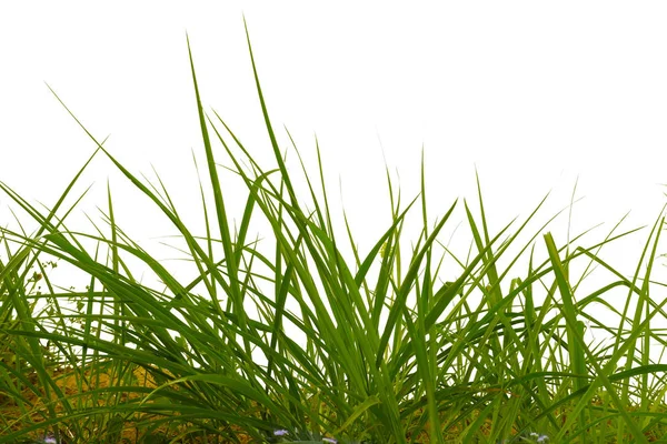 Groene Struik Geïsoleerd Witte Achtergrond — Stockfoto