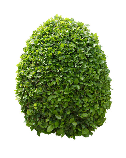 Green bush isolated on white background.