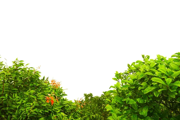 Groene Struik Geïsoleerd Witte Achtergrond — Stockfoto