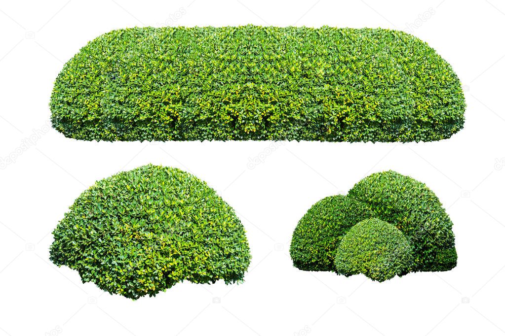 Green bush isolated on white background.