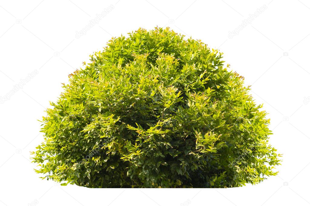 Green bush isolated on white background.
