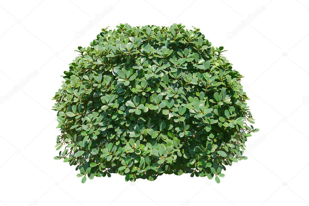 Green bush isolated on white background.