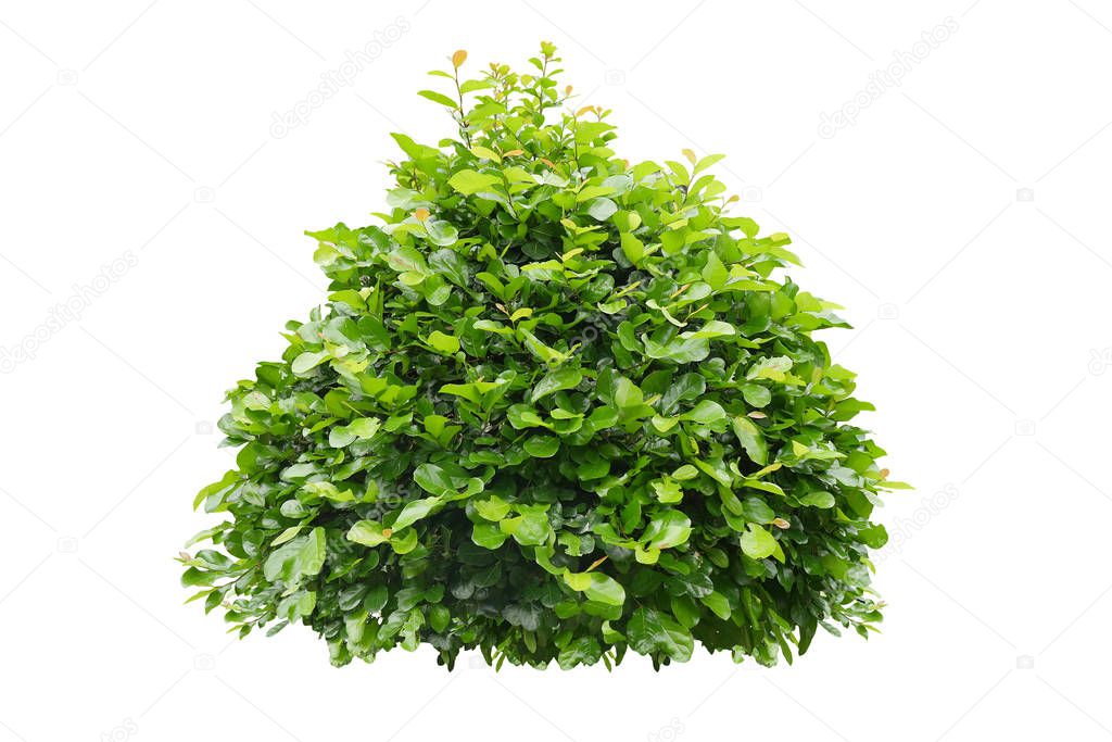 Green bush isolated on white background.