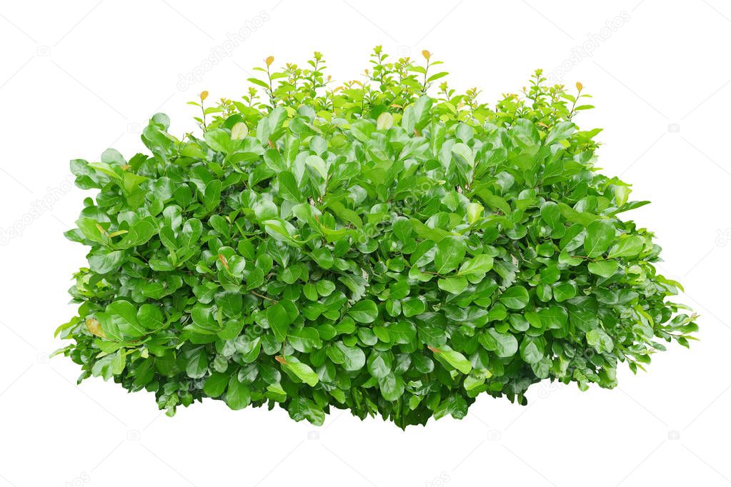 Green bush isolated on white background.