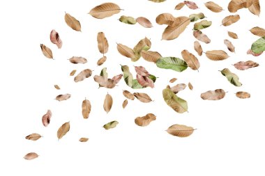 beyaz arkaplanda kuru yaprak izole.