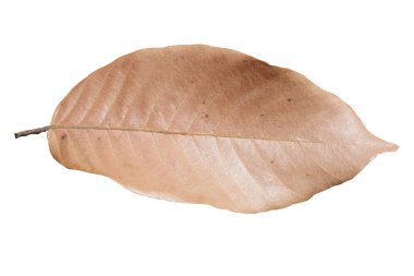 beyaz arkaplanda kuru yaprak izole.