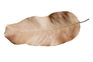 beyaz arkaplanda kuru yaprak izole.