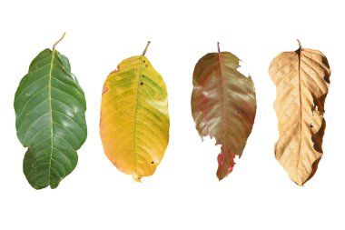 Beyaz arkaplanda yeşil yaprak