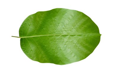 Beyaz arkaplanda yeşil yaprak