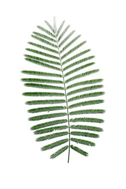 Beyaz arkaplanda yeşil yaprak