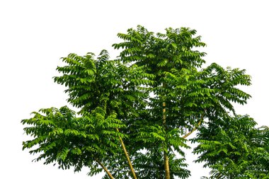 Beyaz arkaplanda izole edilmiş ağaç