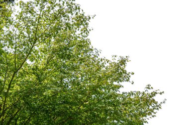 Beyaz arkaplanda izole edilmiş ağaç