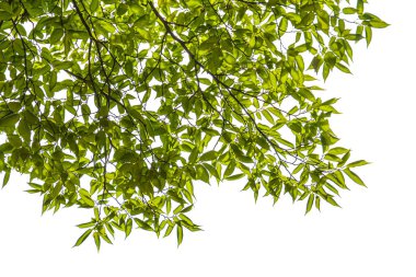 Beyaz arkaplanda izole edilmiş ağaç