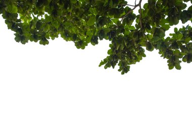 Beyaz arkaplanda izole edilmiş ağaç