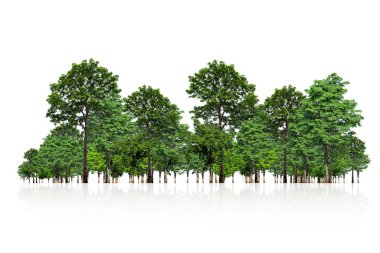 Beyaz arkaplanda izole edilmiş ağaç