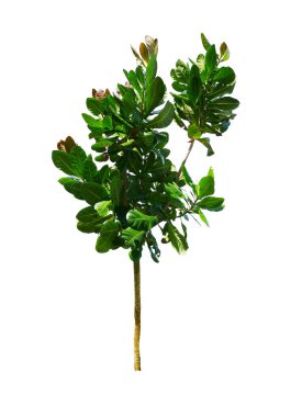 Beyaz arkaplanda izole edilmiş ağaç