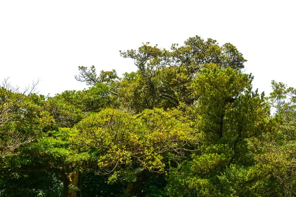 白地に孤立した木 — ストック写真