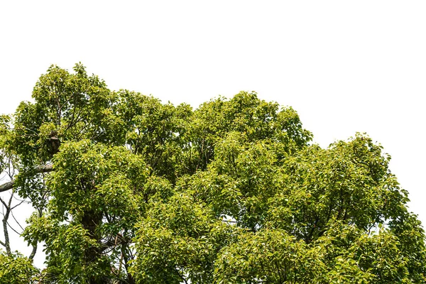 Дерево Ізольовано Білому Тлі — стокове фото