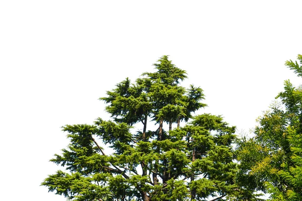 白地に孤立した木 — ストック写真