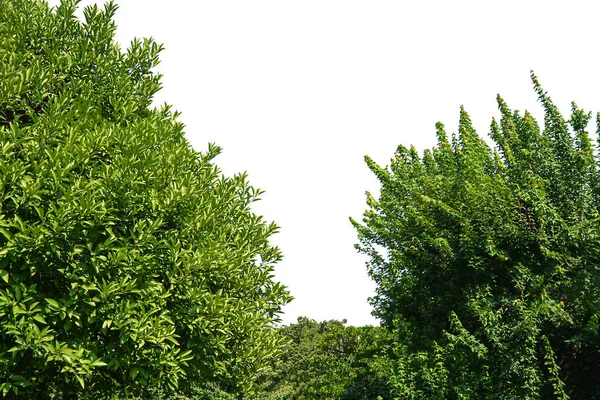 Tree Isolated White Background — Stock Photo, Image