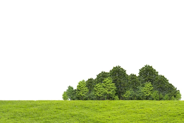 Árvore Isolada Sobre Fundo Branco — Fotografia de Stock