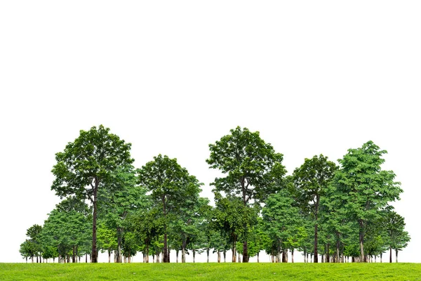 Árbol Aislado Sobre Fondo Blanco — Foto de Stock