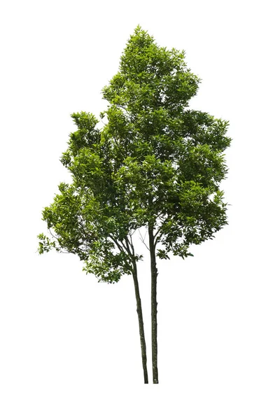 Albero Isolato Sfondo Bianco — Foto Stock