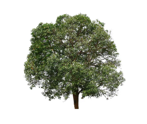 Albero Isolato Sfondo Bianco — Foto Stock