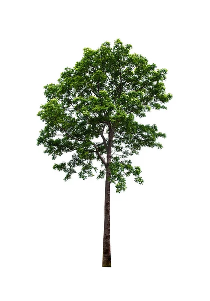 Árbol Aislado Sobre Fondo Blanco — Foto de Stock