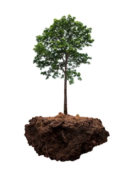 Baum Isoliert Auf Weißem Hintergrund — Stockfoto