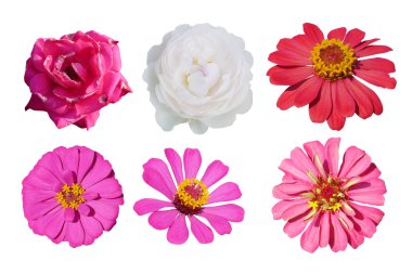  Beyaz arkaplanda izole çiçekler