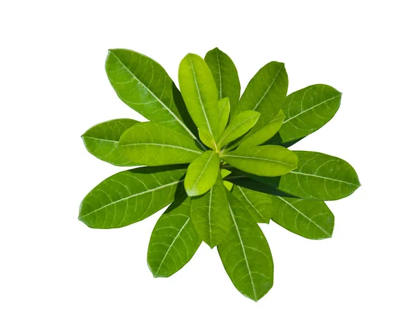 Zielony Liść Białym Tle — Zdjęcie stockowe