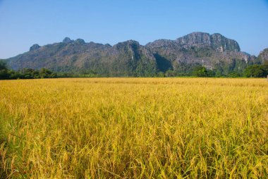 Dağ destekli pirinç tarlası, Vang Vieng, Laos