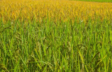 Dağ destekli pirinç tarlası, Vang Vieng, Laos