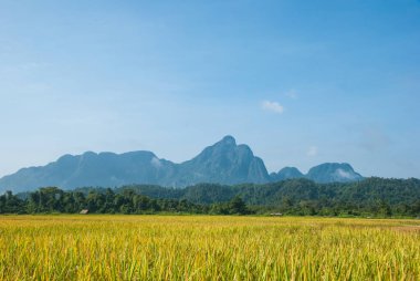 Dağ destekli pirinç tarlası, Vang Vieng, Laos