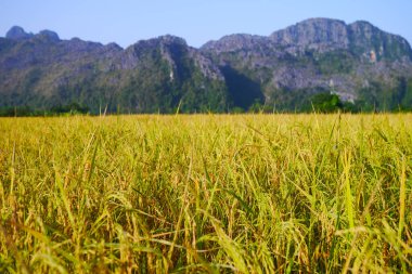 Dağ destekli pirinç tarlası, Vang Vieng, Laos
