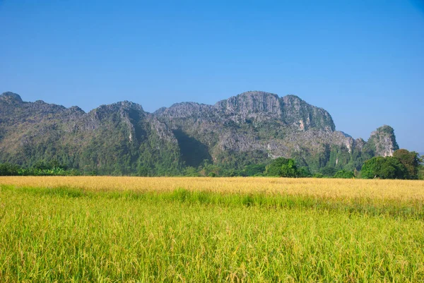 Campo Arroz Com Fundo Montanha Vang Vieng Laos — Fotografia de Stock
