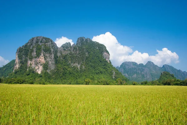 Risfält Med Berg Bakgrund Vang Vieng Laos — Stockfoto