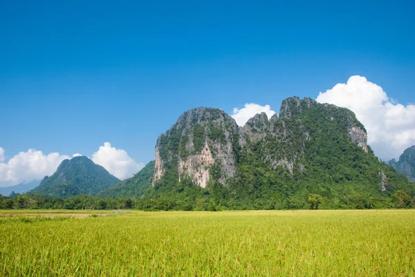 Rizs Mező Hegyi Háttérrel Vang Vieng Laosz — Stock Fotó